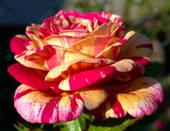 Rose Macro Close Up