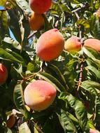peaches in the garden