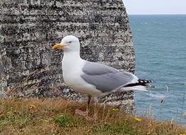 Seagull Bird on rocky coast