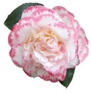 Flower Camellia Cut