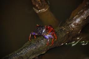 little crab on a branch