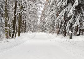 Forest Snow Winter