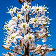 Flowers White Stripes