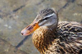 Duck Animal Ducks