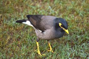Myna Mynah Bird Looking For