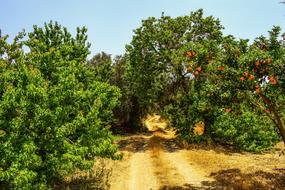 Dirt Road Trees Countryside