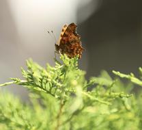 Animal Butterfly Insect