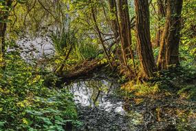 trees by the lake landscape
