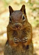 Animal Squirrel