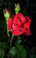 red rosebud in the night