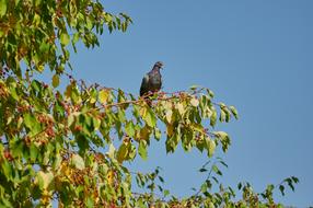 dove on a branch of an autumn tree