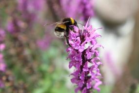 a bee on a pink long flower.