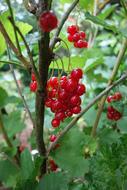 fresh currants
