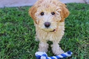 Cute Puppy Labradoodle Dog