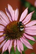 bumblebee hides in a flower