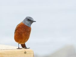 Bird Funny Orange