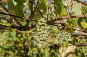 Vine Green Grapes Harvest