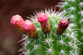 Jardin De Cactus Lanzarote