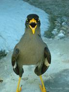 Javan Myna Starlings Bird
