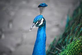 Peacock Bird Animal