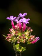 Flower Small