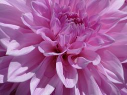 Dahlia Pink Blossom
