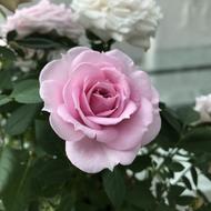 Rose Flower Plant