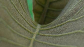 Grey Leaves Mesopodium Petiolus