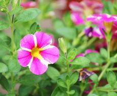 small flowers in the foliage in the garden view