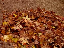 There are a lot of autumn leaves on the ground