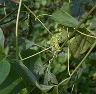 twisted plant on a stick