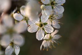 white flowers macro