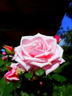 Rosa Rose Flower Pink