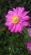 Anenome Sunny Flower