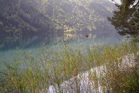 lake grass