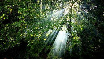 Nature Green Lichtspiel