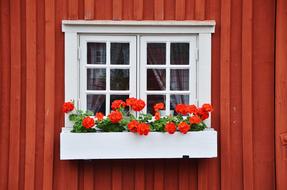 white window with flowers on red wooden wall