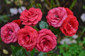 roses garden red