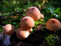 Rain Cover Mushrooms Grebes