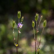 wild little flowers