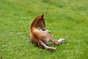 a little horse in the green grass