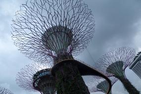 Giant Tree as a Art Design