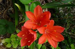 big flowers in green foliage