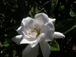 a big white flower in the foliage