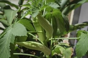 eaves are green in the garden