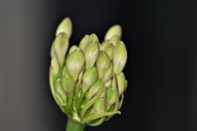 Agapanthus Flower Blossom