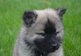 Puppy Eurasier Head Black