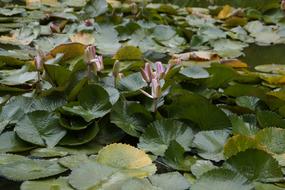 Water Lilies Lily Pad Closed