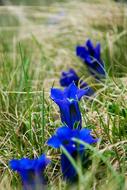 blue flowers in the dry grass