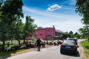 Schäfer Sheep Kolochava